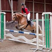 Haflinger Charming Cilla