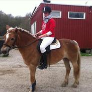 Haflinger Charming Cilla