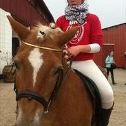 Haflinger Charming Cilla