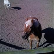 Haflinger Charming Cilla