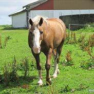 Anden særlig race <3 PAW <3 SOLGT :(