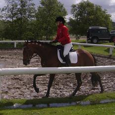 Fuldblod (XX) Competence (DEN)