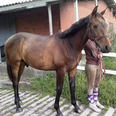 Anden særlig race Remee