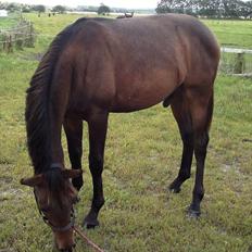 Anden særlig race Remee