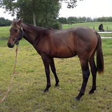 Anden særlig race Remee