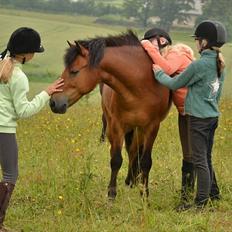 Anden særlig race Ivan (Charmetrolden) :D