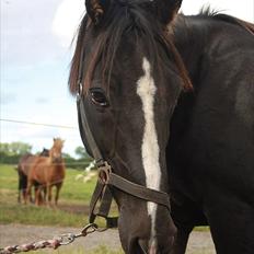 Traver Ikaros Herve - R.I.P