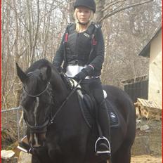 Hollandsk Varmblod Omana