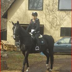 Hollandsk Varmblod Omana