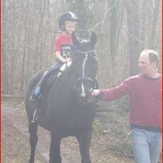 Hollandsk Varmblod Omana