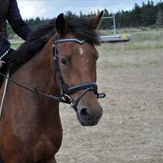New Forest Angelina Bay {my'girl} 