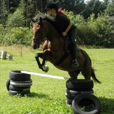 New Forest Angelina Bay {my'girl} 