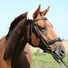 Fuldblod (XX) Don't Hide Me