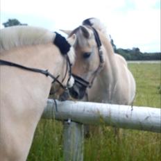 Fjordhest KøgeSportsrideklub's Pegasus