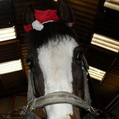 Anden særlig race Smukke