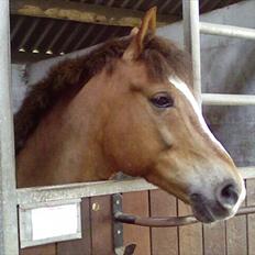 Anden særlig race Røde/Taz