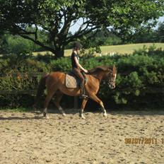 Anden særlig race Røde/Taz