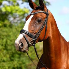 Hannoveraner Little Miss Lesly