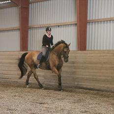 Dansk Varmblod Campos-F