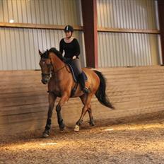 Dansk Varmblod Campos-F