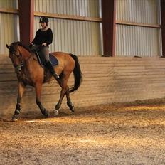 Dansk Varmblod Campos-F