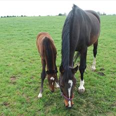 Dansk Varmblod Bjergmoses Lucky Lady