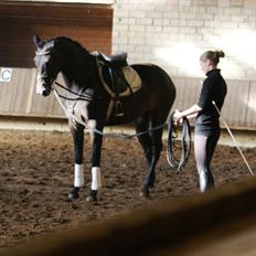 Holstener Iris Von Harknag Solgt :(