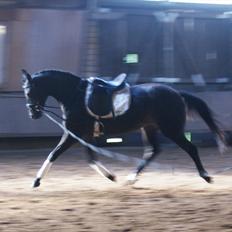 Holstener Iris Von Harknag Solgt :(