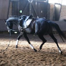 Holstener Iris Von Harknag Solgt :(