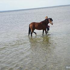 Anden særlig race Bakkelys Lucky Lady<3