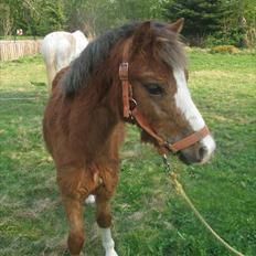 Welsh Mountain (sec A) Baloo