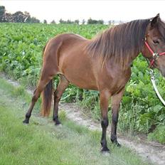 Gotlandsruss Hellestruplunds Geena (lånehest)