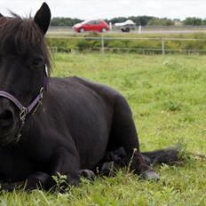 Shetlænder Wednesday <3 (tidligere Mini)