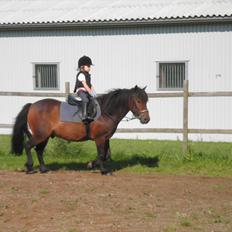 Anden særlig race Magnum..