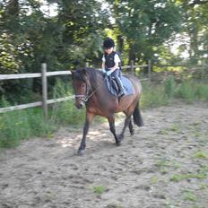 Anden særlig race Magnum..