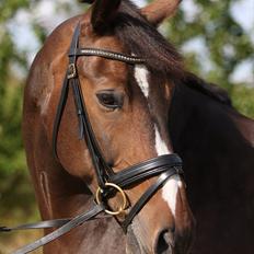 Anden særlig race Monty Hedegaard