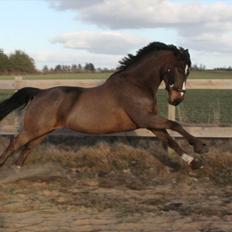 Anden særlig race Monty Hedegaard
