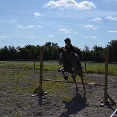 Hollandsk Sportspony Jupeter *SOLGT*