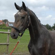 Dansk Varmblod Ballegårds Charming Nelly