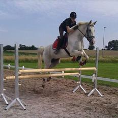 Sportsaraber (A) Søgaardens Magic Spirit