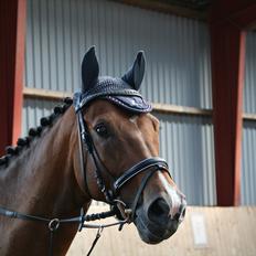 Hollandsk Varmblod Zippo