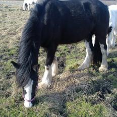 Tinker Kragelunds Darcy