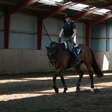 Hollandsk Varmblod Zippo