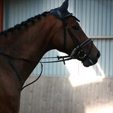 Hollandsk Varmblod Zippo