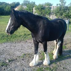 Tinker Kragelunds Darcy