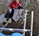 Welsh Pony af Cob-type (sec C) stald poppel harmony B-pony