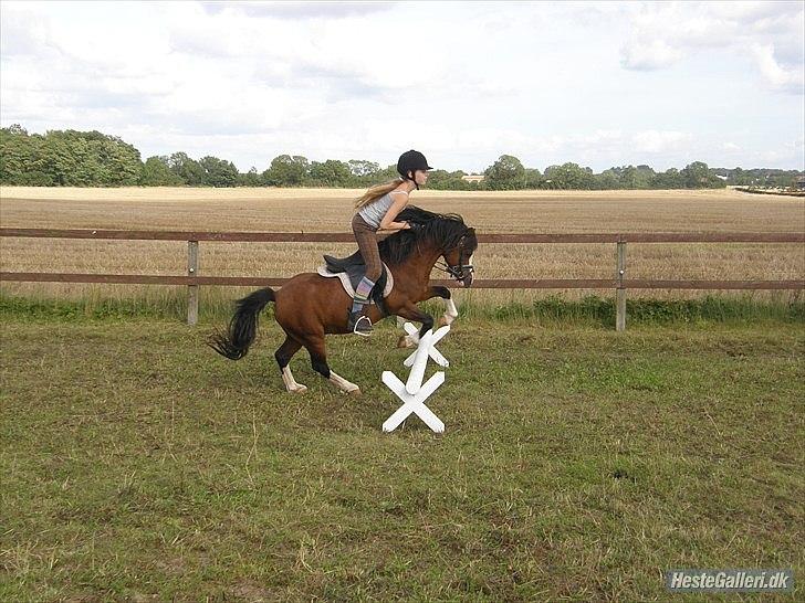 Welsh Mountain (sec A) Stoertebecker´s Genius - Hygge spring billede 18