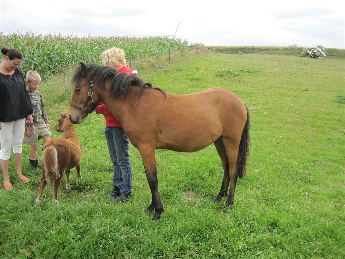 Anden særlig race Santhos (Solgt) billede 6
