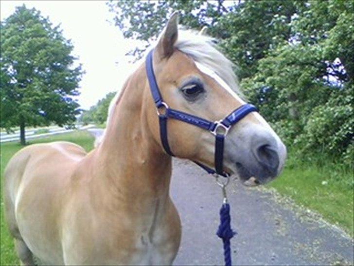Haflinger Aristo *himmelhest* - Smukke lille hest! billede 8