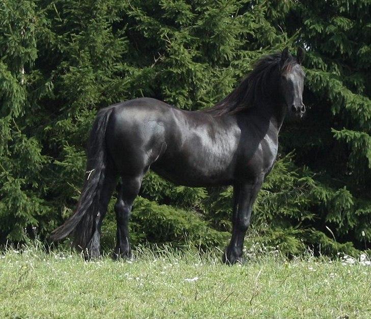 Frieser Julia af Karmark billede 1